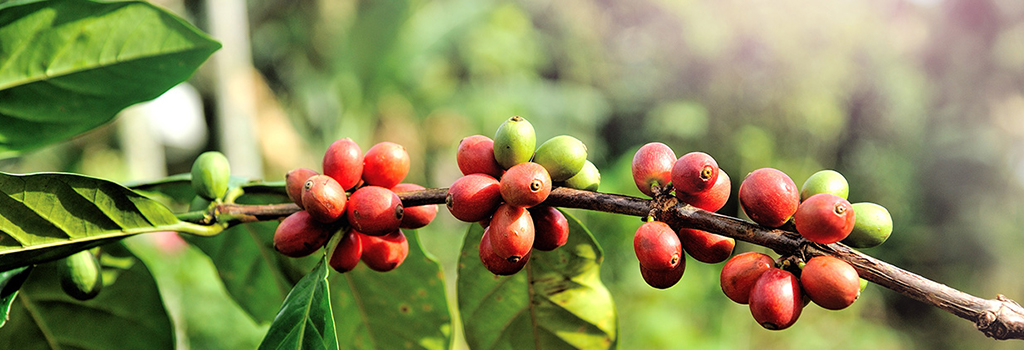 A close up of a coffee plant - the start of Java Been's sustainable coffee